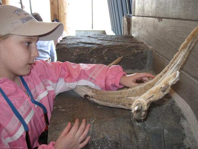 Alyssa examines some antlers