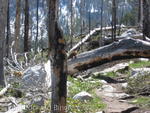 Marmot on tree across trail at Jenny Lake