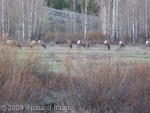 Elk herd