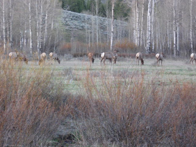 Elk herd