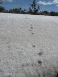 Wolf tracks in snow