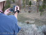 Karen videotaping bear