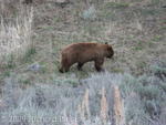 Cinnamon colored black bear