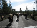 Buffalo on the road