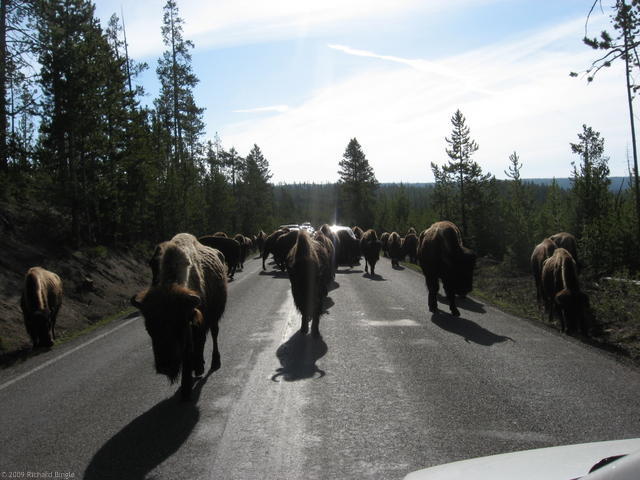 Buffalo on the road