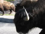 Buffalo going past van