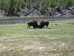 Buffalo butting heads