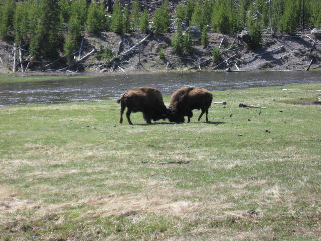 Buffalo butting heads