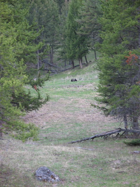Black bear on hill