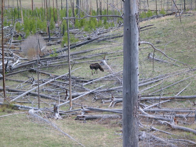 Moose near Petrified Tree