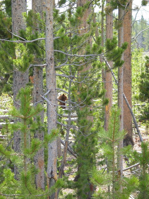 Brown colored black bear in woods