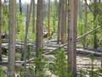 Brown colored black bear in woods