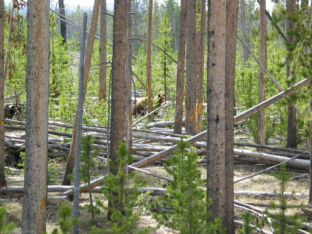 Brown colored black bear in woods