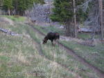 Moose near Petrified Tree