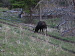Moose near Petrified Tree
