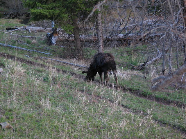 Moose near Petrified Tree