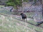 Moose near Petrified Tree