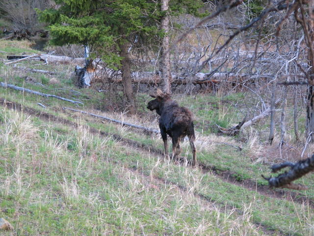 Moose near Petrified Tree