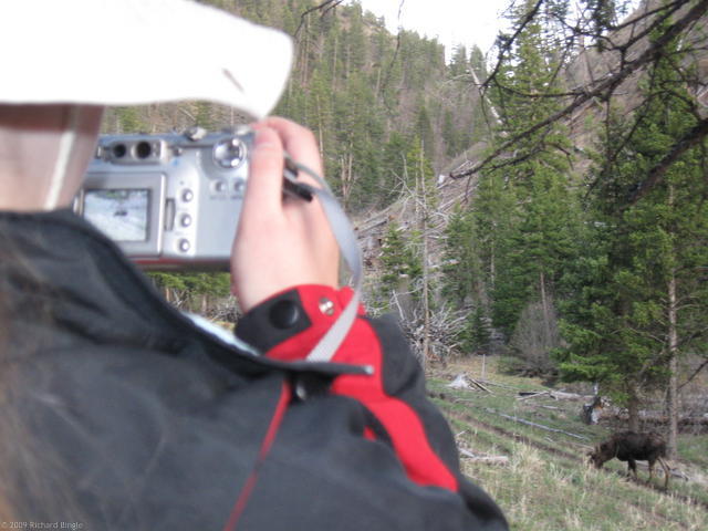 Ashley snapping a picture of moose
