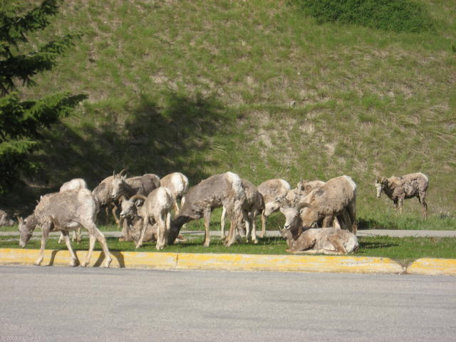 Bighorn sheep herd at Radium Hot Springs