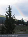 Bull elk and rainbow in Jasper