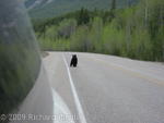 Small black bear crossing road