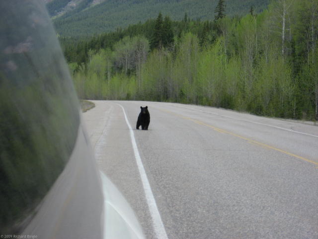 Small black bear crossing road