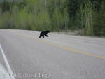 Small black bear crossing road