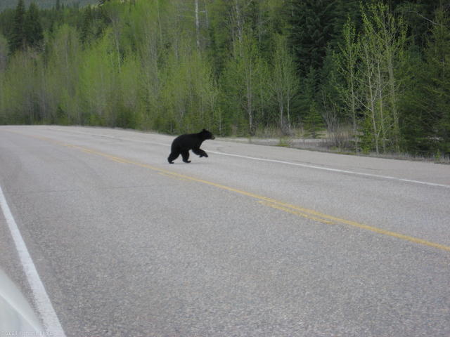Small black bear crossing road