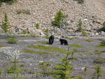 Black bear and year old cub near Columbia Icefield