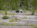 Black bear and year old cub near Columbia Icefield