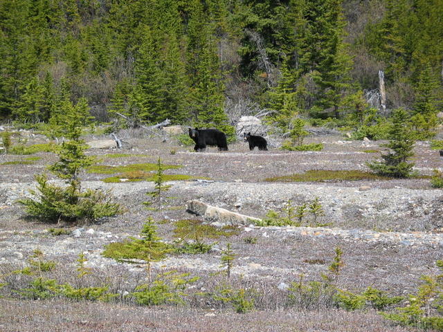 Black bear and year old cub near Columbia Icefield