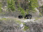 Black bear and one year old cub near Columbia Icefield