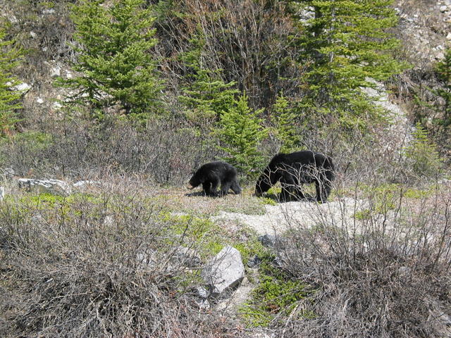 Black bear and one year old cub near Columbia Icefield
