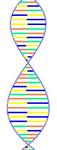 DNA Strand