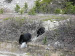 Black bear and one year old cub near Columbia Icefield