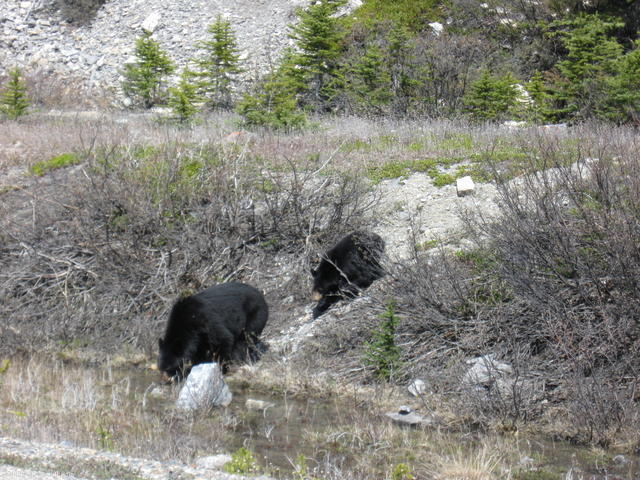 Black bear and one year old cub near Columbia Icefield