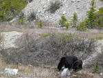 Black bear and one year old cub getting a drink
