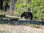 Black bear - Sunwapta