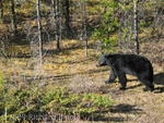 Black bear - Sunwapta