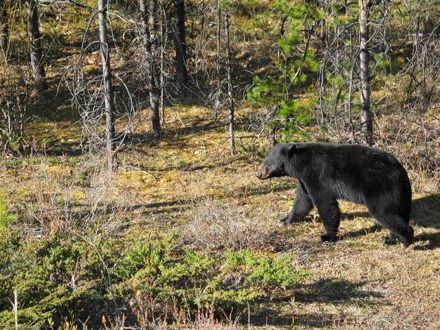 Black bear - Sunwapta