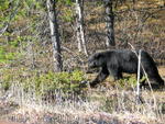 Black bear - Sunwapta