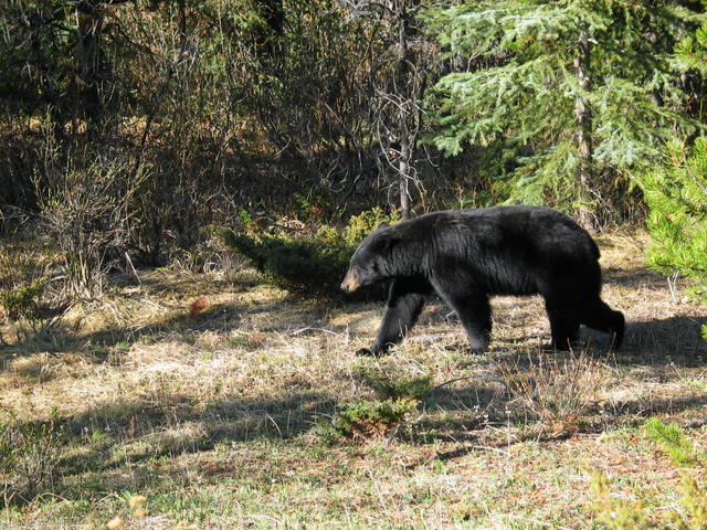 Black bear - Sunwapta