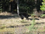 Black bear - Sunwapta