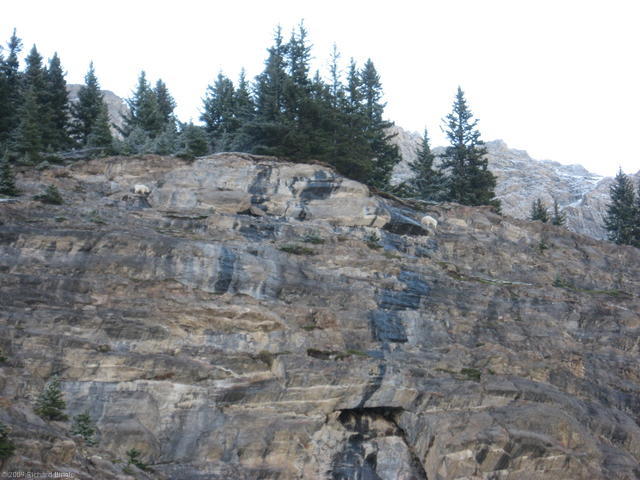 Mountain Goats