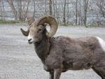 Bighorn Sheep