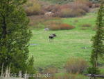 Moose near Granite Pass