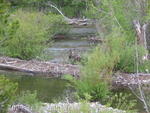 Moose near Taggart Lake trailhead