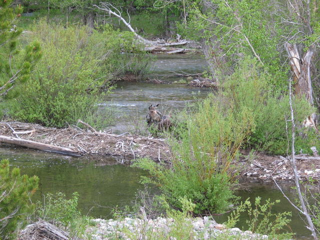 Moose near Taggart Lake trailhead