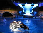 Shamu Rocks (night time show)